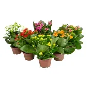 Kalanchoe Planta Natural Pote 11